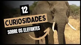 12 CURIOSIDADES SOBRE OS ELEFANTES