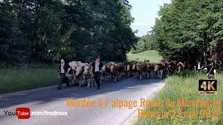 Montée à l'alpage au Col du Marchairuz, Bière le 21 mai 2022
