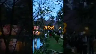 Cherry blossom festival / Meghalaya / 2023 #shorts #cherryblossom