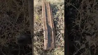 Лыжи или лапа?