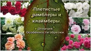Ramblers and Climbers: Differences and Pruning Tips. E. Ivaschenko Plant Nursery