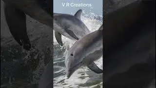 Sea Animal-Dolphins-#facts -#shorts #education .