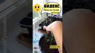 БИДЕНС ЧЕРЕНКОВАНИЕ 10 мая. ЦВЕТЫ которые лучше петунии? с Мариной Гусаковой