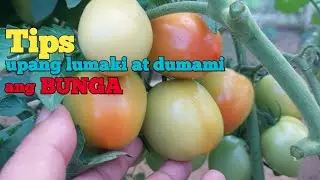 paano mag pruning ng kamatis upang lumaki at dumami ang bunga
