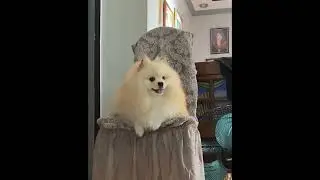 My Crying Pomeranian Dog (Jan 2024)