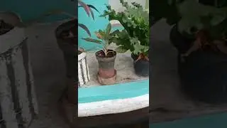 Penebaran Bibit Ikan di Kolam Ikan Masjid Al Muhajirin