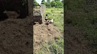 CHICKENS