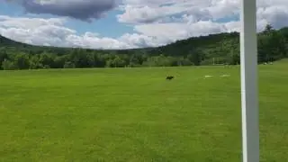 2017-06 Bosco Lure Coursing