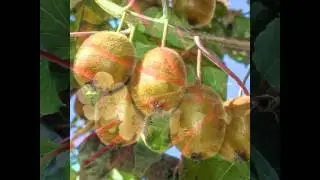 АКТИНИДИЯ  (ACTINIDIA)  сем. Актинидиевые