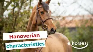 The Hanoverian horse I characteristics, origin & disciplins