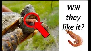 Giving my turtles shrimps .