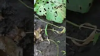 How to Grow Cabbage Without Holes