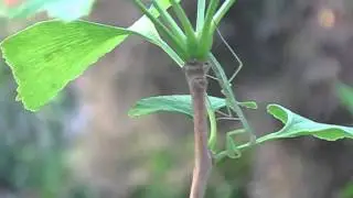 3 year old Bonsai Ginkgo biloba  Praying Mantis