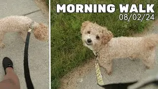 Morning walk with my Hyper Maltipoo dog | 11 months old (PAYO)