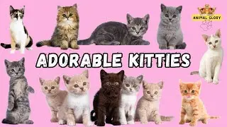 Adorable Kittens