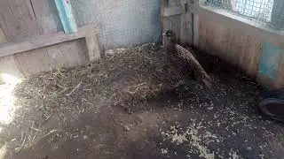 Яйцо румынского фазана