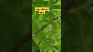Lucky still have two!!! mini #gardenpot #viral #food #nature #healthy #plants