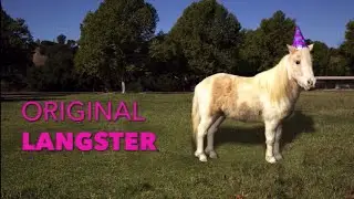 Kaling Int./Original Langster/3 Arts/Universal TV./NBCUniversal Global Dist./Netflix (2020)