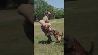 Insane Bite from Police K9 Belgian Malinois