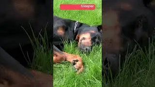 The 5 most common dog sleeping positions #shorts