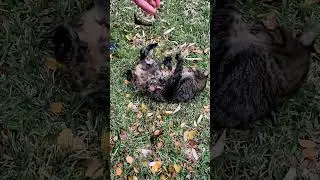 Toothless Kitty Cat Attacked by Leaves