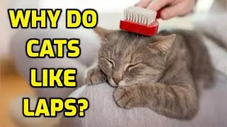 Why Do Cats Like Sitting On Laps So Much?