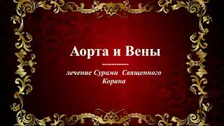 Аорта и вены