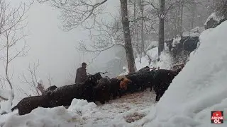 Dağda Mahsur Kalan Keçi Çobanına Yardıma Gittik Çay ve Kuymak Eşliğinde Sohbet