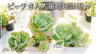 【多肉植物】葉挿し＆胴切り❣️ピーチプリデを大量増殖していますｗ【ガーデニング】