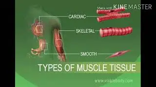 Types of muscles