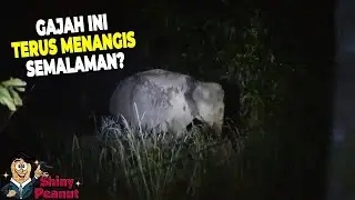 Warga Terbangun Oleh Tangisan Gajah, Setelah Ditelusuri Ternyata