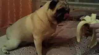 Pug eating a banana (мопс ест банан)