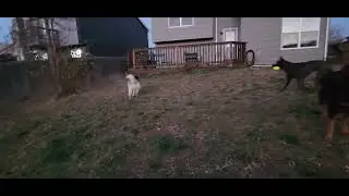 Appa the Husky normally throws the ball for himself but hes playing fetch!!!
