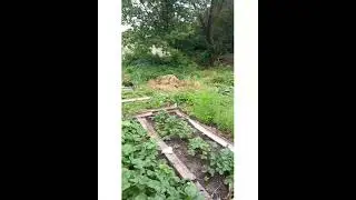 Наелись и пошли отдыхать в кусты!!!🤔😀🏞