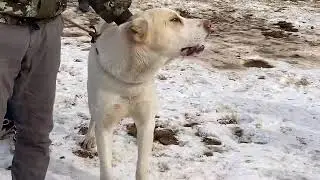Победитель алабай боец без поражения