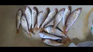How to Catch Job Fish threadfin bream  Using Jig 🎣🐟 II Randy Fishing TV