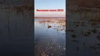Охота с подсадной в разгаре! 