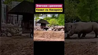 #animal #nature #animals #shortsvideo #wildlife #шортс #шортс2023