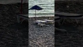 Счастливый собакен, до конца 😂🐕