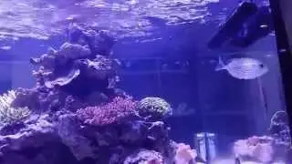 Video Maxspect Gyre 1