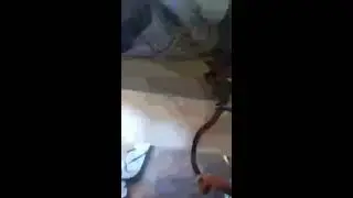 طرب و رقيص و حاجات عجيبببه ،،،، خرطومي||||  ما يفوتك ❤