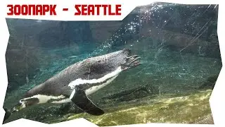 Seattle (Сиэтл- City pass) - Зоопарк (WOODLAND PARK ZOO), всей семьей