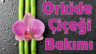 Orkide Bakımı, Budama  Saksı Değişimi, 4 günde  Çiçek Açtırma Nasıl Yapılır ? püf noktaları videosu