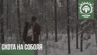 охота на соболя