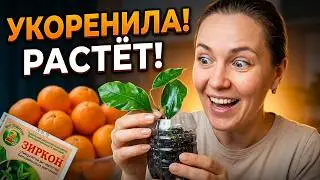 Укореняю Черенки Мандарина с рынка ✅ Хочу мандариновое дерево дома 🍊🍊🍊