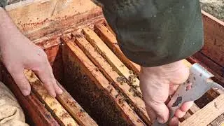 Весеннее развитие семей