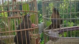 BỘ TO ĐẸP , ĐẤU ĐÁ BÉT NHÈ