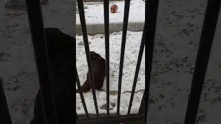 Вежливая выдра, прервала заплыв, чтобы поздороваться, есть видео ее подводного заплыва.