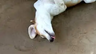 Немного  Позитива