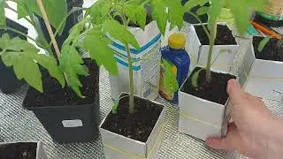 Подкормки по листу сработали!